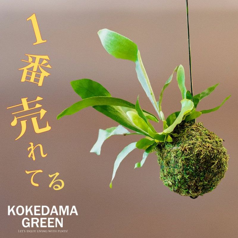 【予約品・お届けは5/23～】観葉植物 コウモリランの苔玉(ビカクシダ）観葉植物 苔玉 吊り下げ ハンギング 植物 浅岡園芸 フェイクよりおしゃれ インテリア 初心者・ギフト開店祝いにもおすすめ　ネザーランド 耐陰性・耐寒性あり 鹿角シダ 室内向け 土 キット 吊り鉢