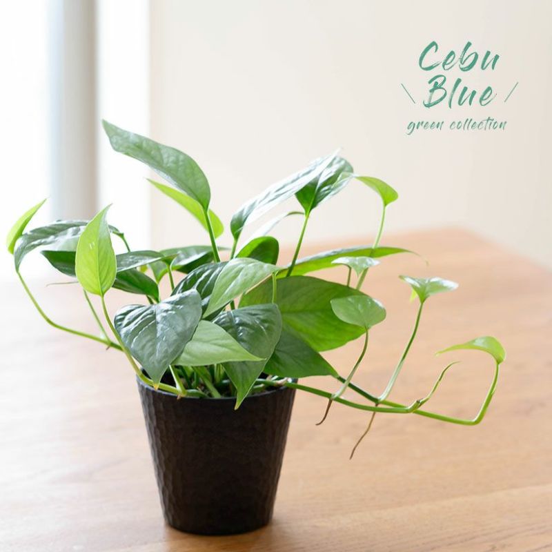Cebu-Blue（セブブルー） 3号typeエピプレムナム ピナツム セブブルー 観葉植物 浅岡園芸 サトイモ科 おしゃれ 室内 小さい ミニ インテリアグリーン 室内植物 ガーデニング 鉢植え 育てやすい 丈夫