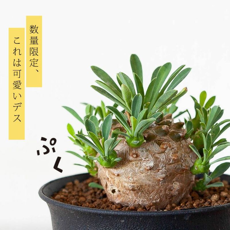 チビだけど「デカ玉」の峨眉山　観葉植物　塊根植物　コーデックスのサムネイル