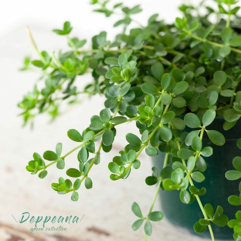 ペペロミア・デピーナ。3.5号のボリューム鉢！観葉植物 ペペロミア おしゃれ インテリア かわいい 常緑多年草 小さい ミニ 苗 植物 植え替え 癒し 3.5号苗 人気 品種 耐寒 ミニギフト プチギフト 室内