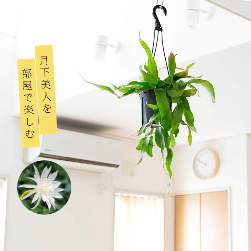 「姫」月下美人、ハンギング5号鉢 観葉植物 吊り下げ 吊り鉢 吊るす 植物 姫月下美人 エピフィラム プミラム ひめ ゲッカビジン 室内 インテリア 小さい おしゃれギフト ミニ おしゃれ ギフト プレゼント 誕生日 インテリアグリーン ガーデニング