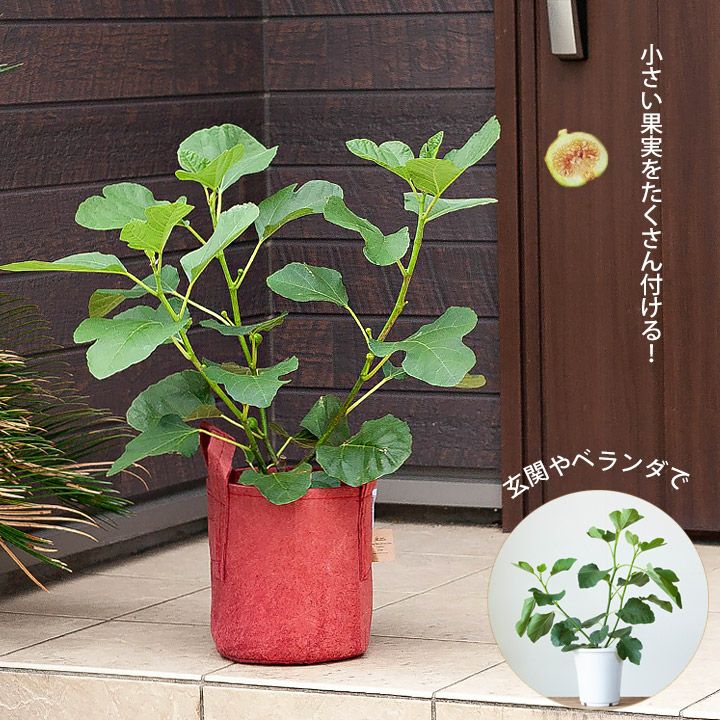 鉢で育てる家庭菜園。イチジク「ホワイトイスキア」(詳しいガイド付き）のサムネイル