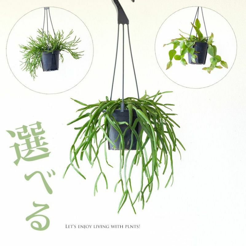 お手頃サイズ！リプサリスのハンギングコレクション観葉植物 吊るす 吊り下げ サボテン 種類 室内 インテリア おしゃれ
