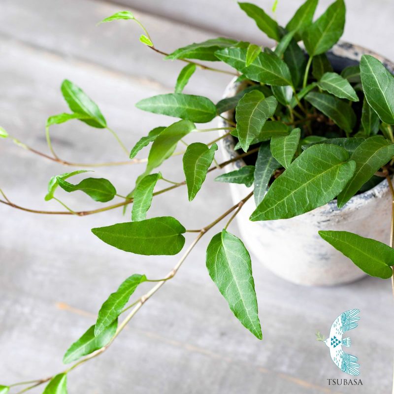 ヘデラ・翼（ツバサ）観葉植物 アイビー つる性 おしゃれ 苗 室内 ヘデラヘリックス 屋外 ガーデニング 寄せ植え インテリア 種類 品種 育てやすい 強い 陰に強い ポット