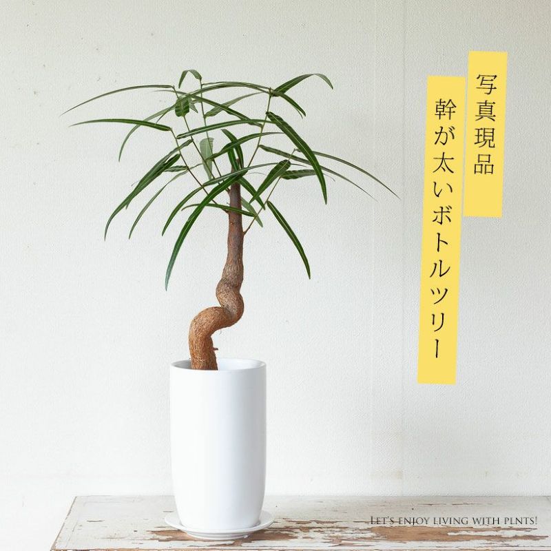 ボトルツリー in 陶器鉢（写真現品）