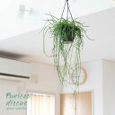 リプサリス・プニセオディスクス観葉植物 吊り下げ 吊るす 吊り鉢