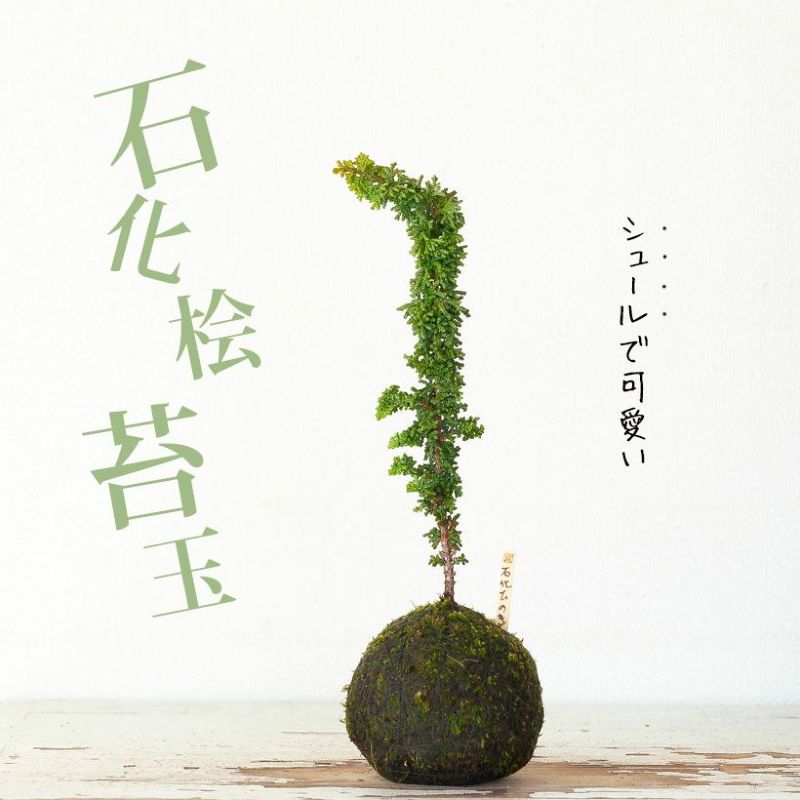 石化ヒノキの苔玉。盆栽 コケ玉 コケダマ 檜 和風 室内 屋外植物 ぼんさい ひのき 和室 オフィス リビング ミニ盆栽 石化ひのき 苔玉仕立て ギフト プレゼント