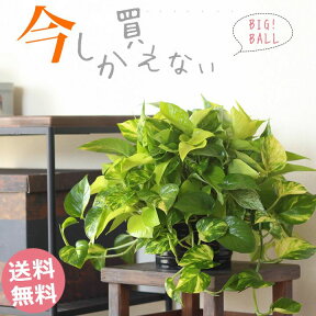 【ボリューム満点】ポトスボール、寄せ植えですよ！観葉植物 吊るす 吊り下げ ポトスフラッシュ マーブル ライム 寄せ植え 限定 室内 おしゃれ