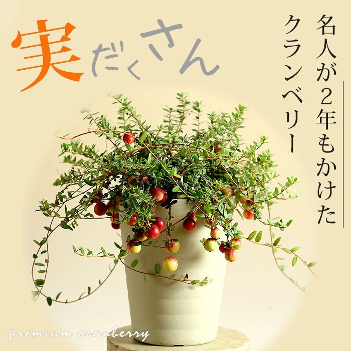 実がた〜くさん付いたクランベリー　苗　ツルコケモモのサムネイル