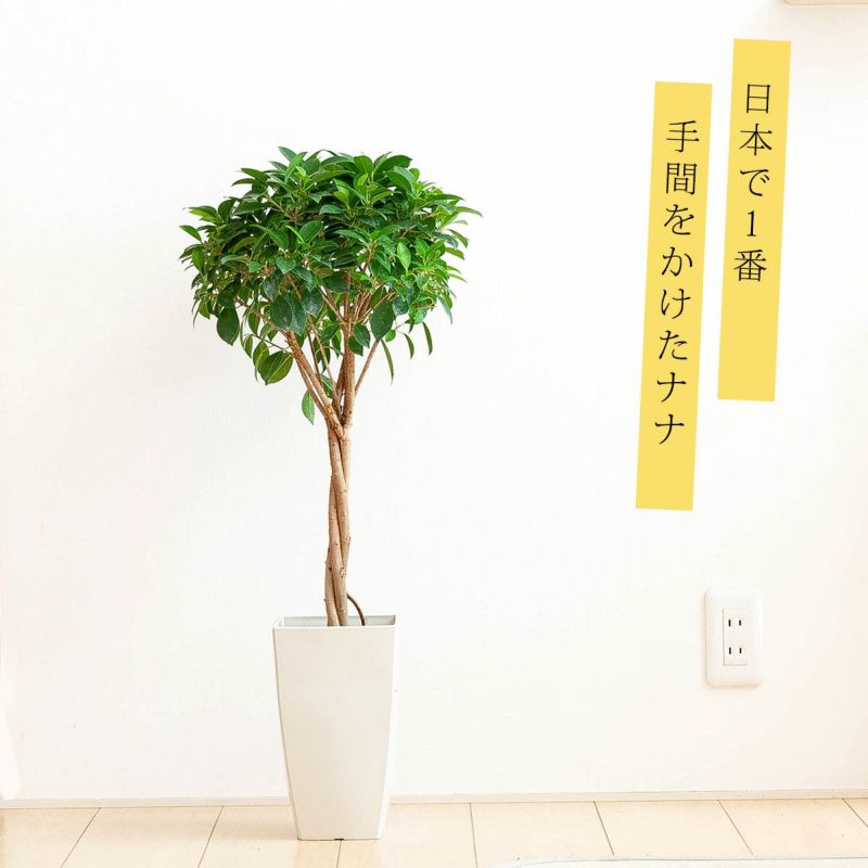 【数量限定】フィカス・ナナの3本編み　観葉植物