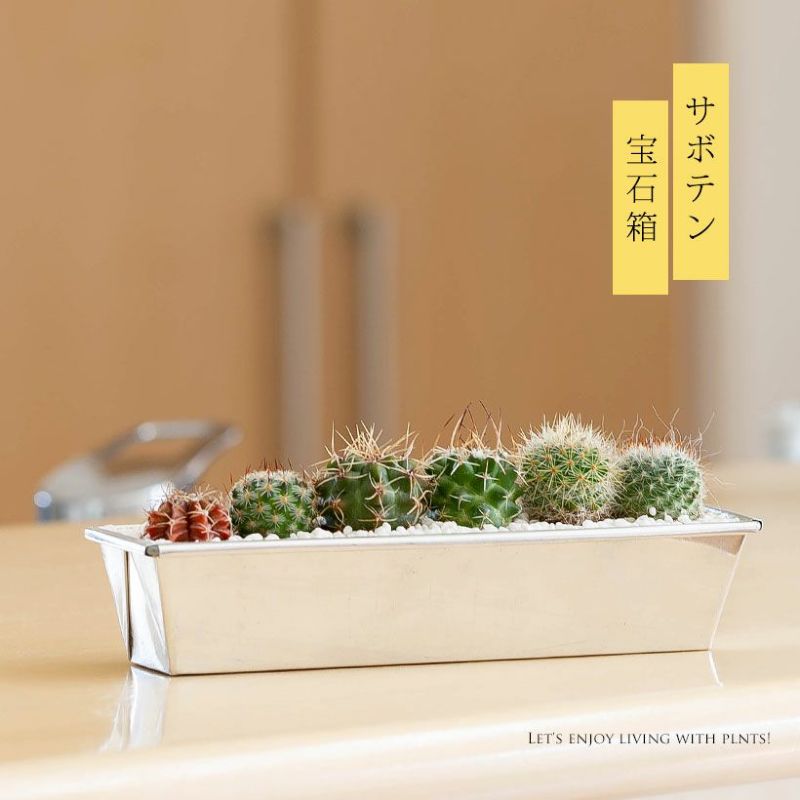 かわいい！サボテンの宝石箱のサムネイル