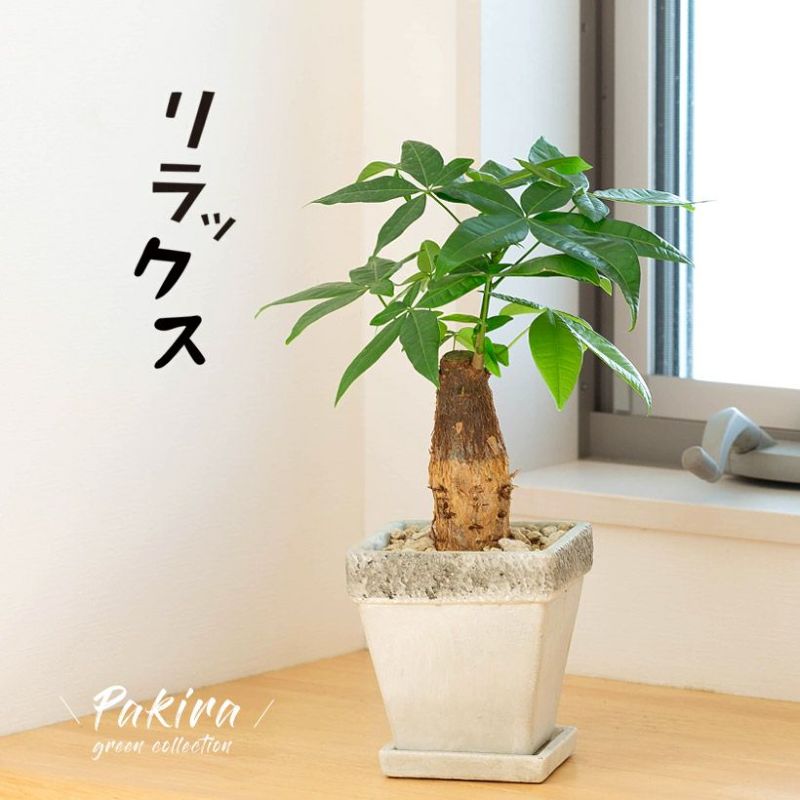 幹太のパキラを、化粧鉢に植え替えて。（ちょっぴりお得）観葉植物 おしゃれ 室内 種類 インテリア