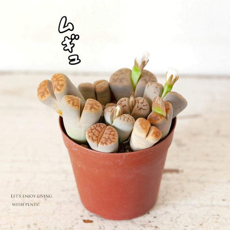 リトープス、小さい鉢に盛り盛り仕立て。多肉植物 観葉植物 小さい ミニ 寄せ植え 室内 おしゃれのサムネイル