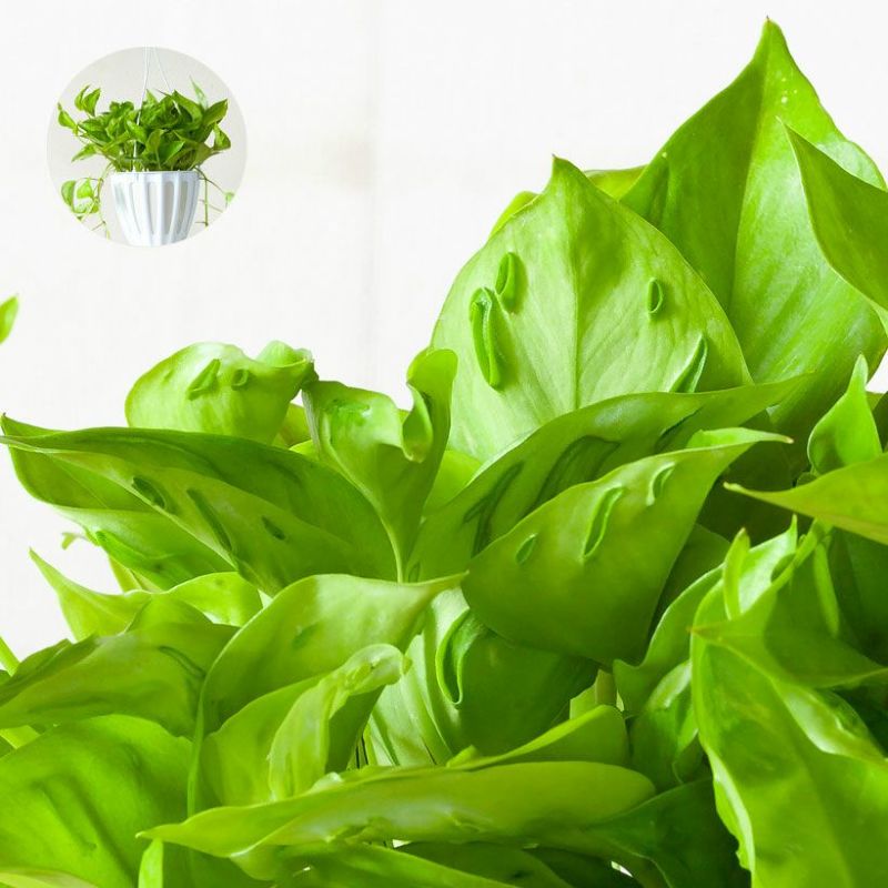 ポトス・シャンゼリゼ（面白過ぎる3Dポトス）観葉植物 吊り下げ 吊るすのサムネイル