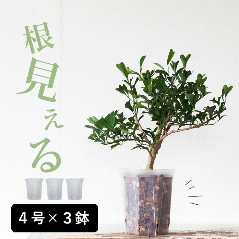 ◆色味は画像3枚目参照◆ おしゃれ 植木鉢 訳あり オリーブポット 素焼き鉢 大型〔大小2個セット〕 大型 プランター 鉢 テラコッタ鉢 素焼き テラコッタ 大きい オシャレ かわいい シンプル ガーデニング 庭