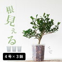 7号角高陶器鉢|白 黒 A029【用土別売】【スクエア 中型 送料無料 観葉植物 おしゃれ かっこいい モダン シンプル 植木鉢 植え替え インテリア 家庭菜園 人気】