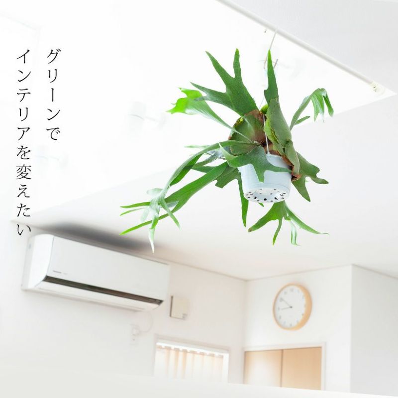 観葉植物