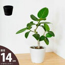 植物の美しさを引き立てる、上品デザインの樹脂POT(14cm)