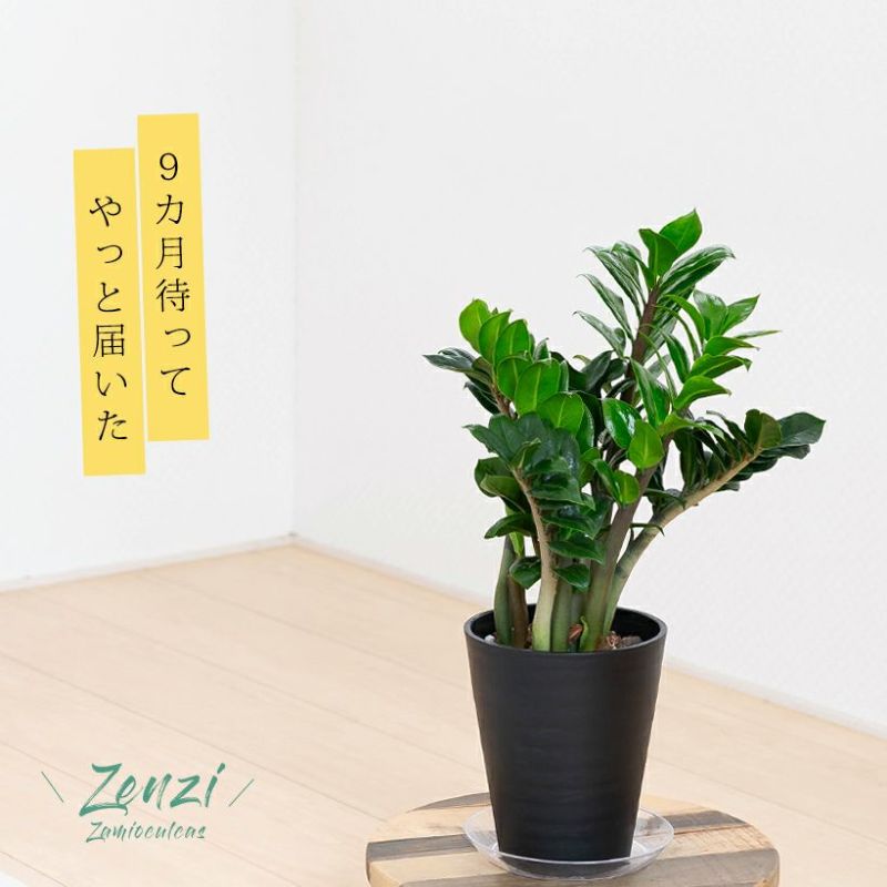 ザミオクルカス・ゼンジー