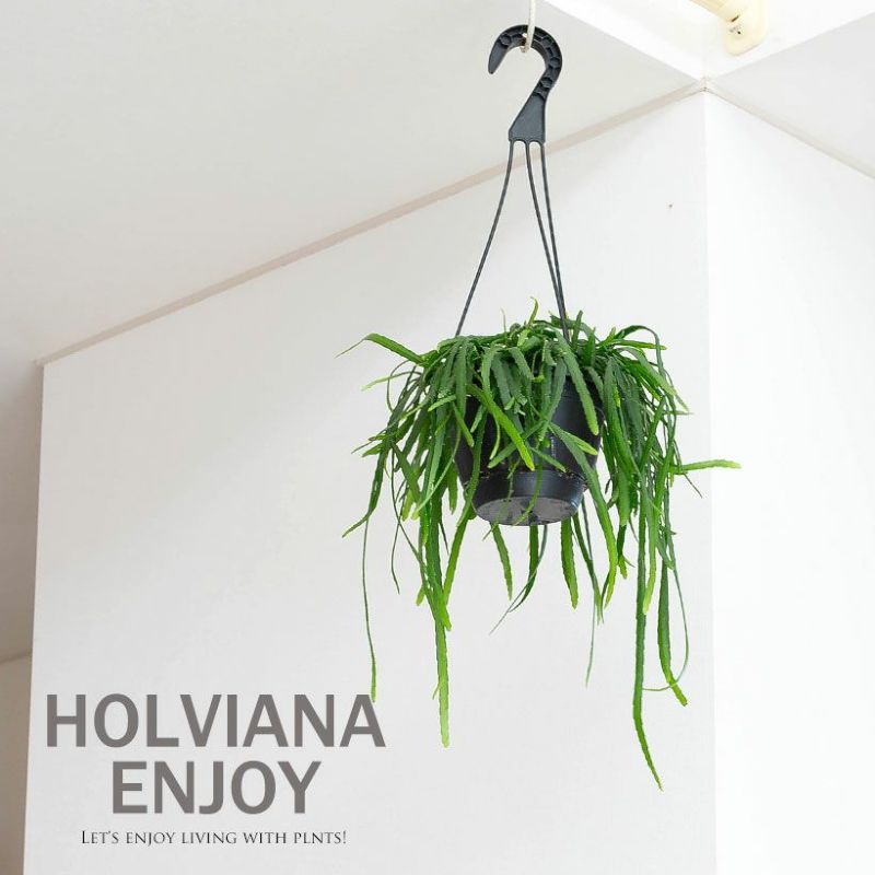リプサリス・ホルビアーナ観葉植物 多肉植物 吊り下げ 吊るす 吊り鉢 植物 紐サボテン リプサリス ホルビアーナ ひもさぼてん インテリア 室内 おしゃれ インドア 初心者 ハンギング リビング ダイニング インテリアグリーンのサムネイル