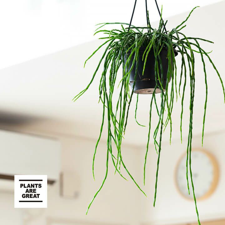 リプサリス・パラドクサ観葉植物 多肉植物 吊り下げ 吊るす 吊り鉢 植物 紐サボテン 5号 リプサリ ...