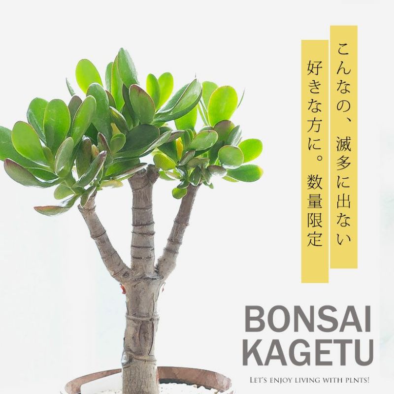 10年近く生きてます！古木の花月（金のなる木）を盆栽風に。観葉植物 カゲツ かげつ かねのなるき カネノナルキ 鉢植え 植木 リビング オフィス 緑 金運アップ 植物 風水 インテリア ミニ観葉植物 室内植物 おしゃれのサムネイル