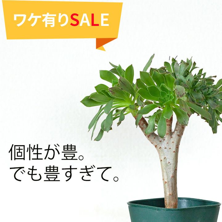 【訳有りSALE】綴化（てっか）した多肉植物たち。多肉植物 観葉植物 植物 苗 鉢植え 3号 3号ポ ...