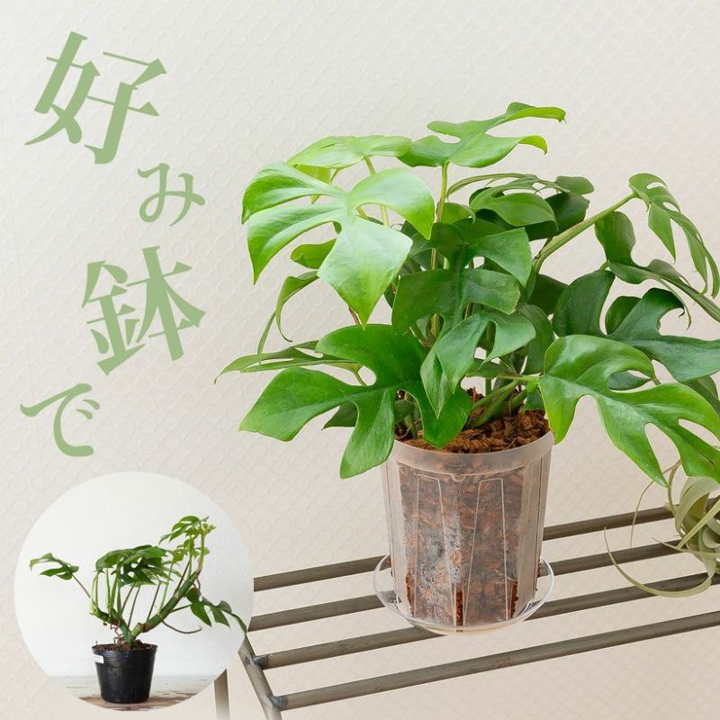 モンステラ・ミニマ。力強い3.5号苗モンステラ ミニ ミニマ 姫モンステラ ヒメモンステラ ひめ 観葉植物 室内 インテリア 植物 植え替え 小さい 苗 小さめ 鉢植え 小型 3.5号 シンプル 葉 リビング 種類 オフィス 緑 ナチュラル インテリアのサムネイル