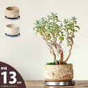 抹茶碗をワイルドに演出!溶岩陶器鉢(13cm)植木鉢 陶器 釉薬 観葉植物 植え替え 鉢カバー おしゃれ おしゃれな植木鉢 室内 鉢 鉢植え 土 ガーデニング ...
