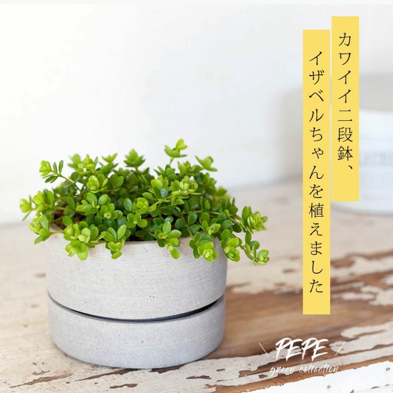 【予約品・お届けは4/10～】観葉植物ペペロミア・イザベル。今だけ！イモムシ君のオマケ付き小さい インテリア 植物 鉢 おしゃれ 人気 ペペロミア イザベル デピーナ イザベラ 植え替え 植木鉢 おしゃれ 送料無料 受け皿 受皿 受皿一体 丸い 丸鉢 石 多肉 コンクリート