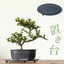 受け皿代わりに♪アイアンプレート(直径18cm)受皿 盆栽 苔玉 パンチング アイアンシート 植木鉢 陶器鉢