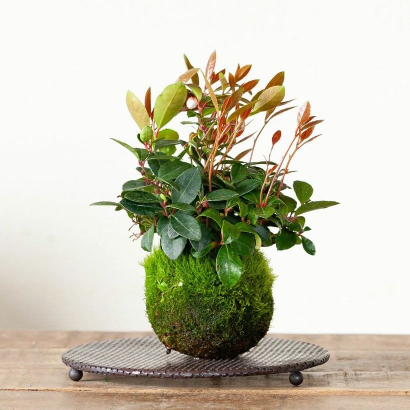 ����������ˢ���������ץ졼�ȡ�ľ��18cm�˼��� �ߺ� �ݶ� �ѥ���� �������󥷡��� ����ȭ ƫ��ȭ