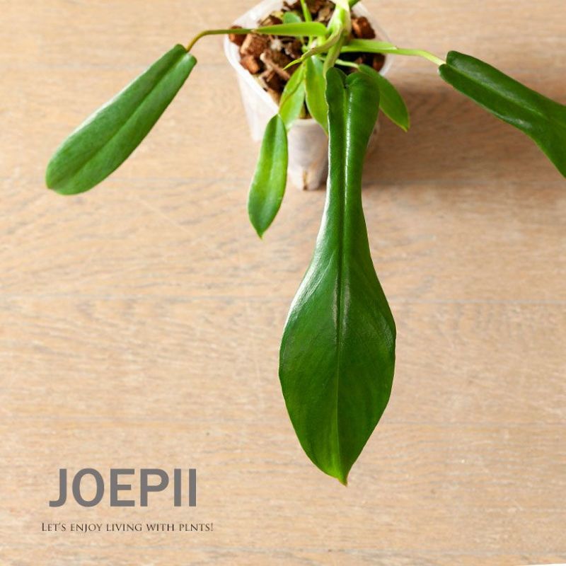 フィロデンドロン・ジョーピーinネガミエルねこチップ 観葉植物 ネコチップ ココチップ ねがみえる フィロデンドロン ジョーピー ムーネニー スリット鉢 透明 植木鉢 浅岡園芸 花森家 サトイモ科 3号 ミニ 小さめ 小さい 植物 ネコテイトのサムネイル