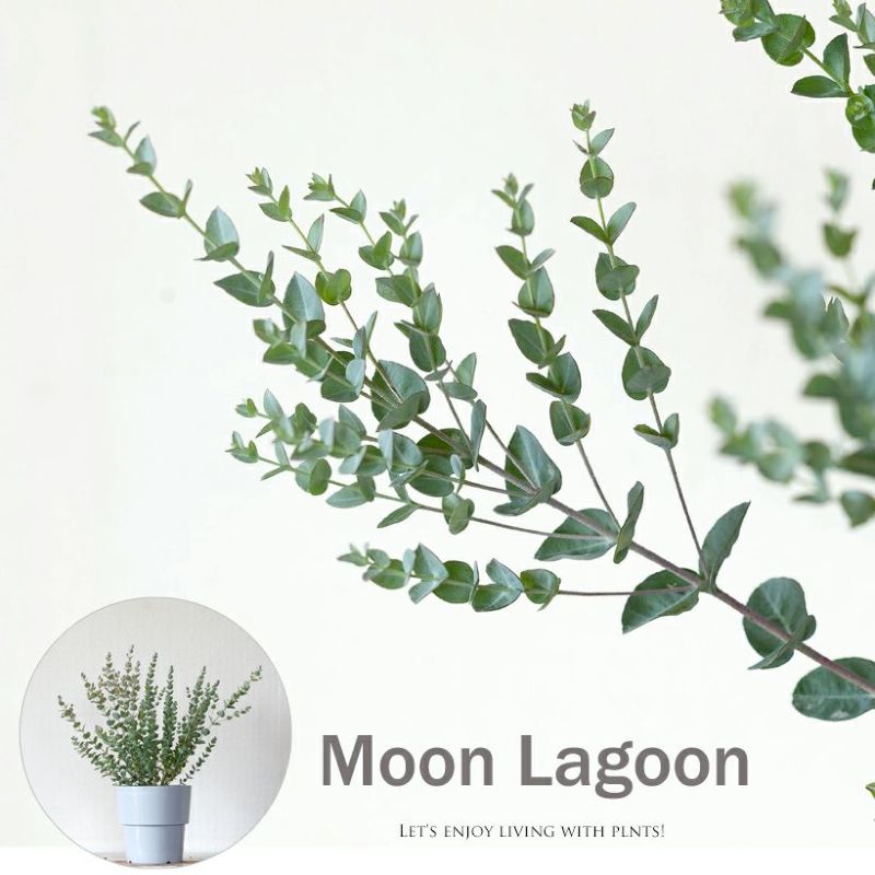 ユーカリ・ムーンラグーン屋外 植物　玄関　庭 鉢植え 5号 苗 植え替え 庭木 おしゃれ ガーデン