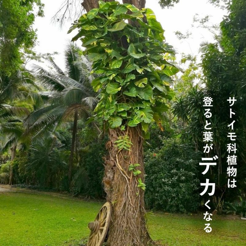 ��Ʃ���٤ͤ����Ф����ʹ⤵50cm������7.5cm��ǭ���Ф��� �ͤ����Ф��� �ֿ��� ǭ�Τܤ��� �ͥ� �Ф��� ����å�ȭ 5�� ȭ ���å� 6�� 7�� �ͥ��ߥ��� ������� ����å� ȭ ������쿢��ȭ �����ؤ� ���տ�ʪ�ο����ؤ� ���ꥢ ȾƩ�� �ͤ����å�