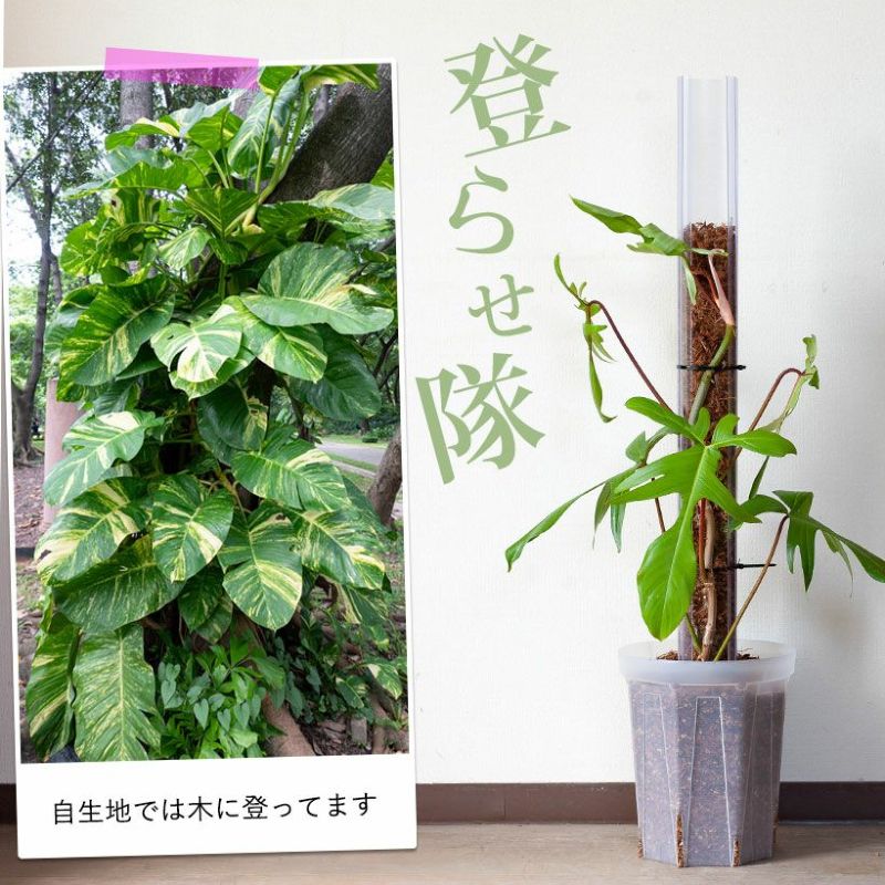 ��Ʃ���٤ͤ����Ф����ʹ⤵100cm������7.5cm�ˡ�Ʊ���Բľ��ʤǤ�ǭ���Ф��� �ͤ����Ф��� �ֿ��� ǭ�Τܤ��� �ͥ� �Ф��� ����å�ȭ �ͥ��ߥ��� ������� �����ؤ� ���տ�ʪ�ο����ؤ� ����������ȭ �ͤ����å� �ͥ����å� ���տ�ʪ