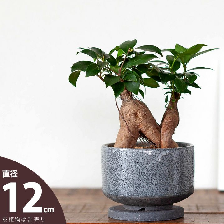 楽天市場】陶器鉢 国産(植木鉢・プランター|ガーデニング 楽天市場】陶器鉢 国産(植木鉢・プランター|ガーデニング