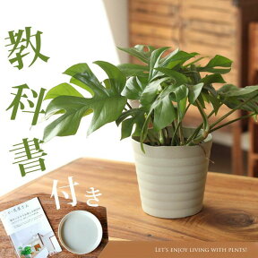 観葉植物 ヒメモンステラ10ページからなる育て方ガイド＆受皿付き！観葉植物 姫モンステラ ひめもんすてら おしゃれ 植物 室内 インテリア 育てやすい 風水 鉢植え 初心者 丈夫 育て方 ギフト プレゼント 贈り物 誕生日 お祝い 新築祝い 新居 引っ越し