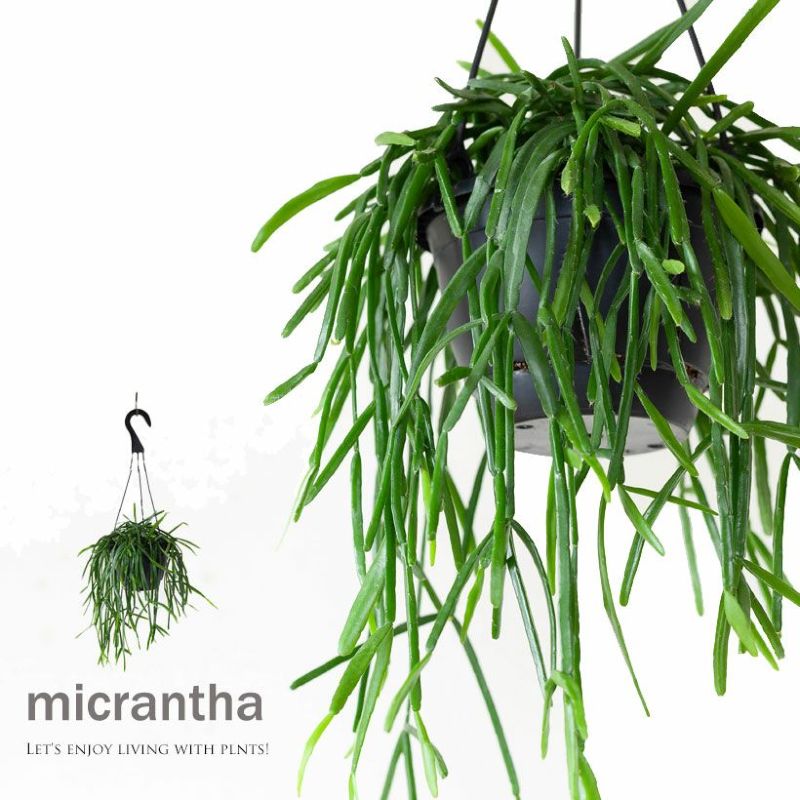 リプサリス・ミクランサリプサリスミクランサ 多肉植物 吊り下げ 吊るす 吊り鉢 植物 紐サボテン ひもさぼてん インテリア 室内 おしゃれ 観葉植物 インドア 初心者 ハンギング リビング ダイニング インテリアグリーンのサムネイル