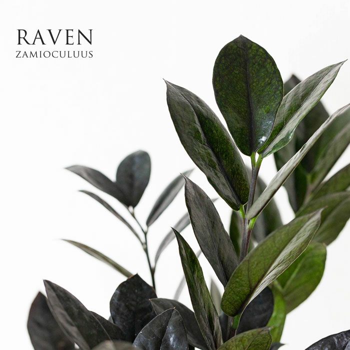 黒葉ザミオクルカス・レイヴン（5号硬質POT）ザミオクルカスレイヴン 5号鉢 観葉植物 インテリアグ ...