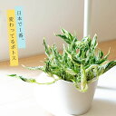 希少品種!ポトス・テルノ「ラブソング」観葉植物 テルノワールド 伊藤 輝則 5号鉢 室内 リビング ダイニング 部屋 おしゃれ ツル植物 初心者 ギフト 誕生日...
