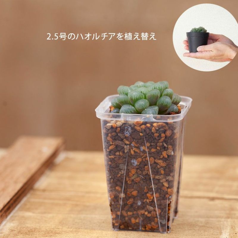 透明スリット鉢[2.5号サイズ×7鉢SET]ス...の紹介画像3