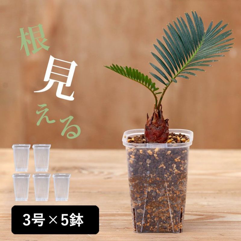 楽天市場】植木鉢(サイズ(植木鉢)~ 3号)(植木鉢 楽天市場】植木鉢(サイズ(植木鉢)~ 3号)(植木鉢