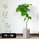 7号角高陶器鉢|白 黒 A029【用土別売】【スクエア 中型 送料無料 観葉植物 おしゃれ かっこいい モダン シンプル 植木鉢 植え替え インテリア 家庭菜園 人気】