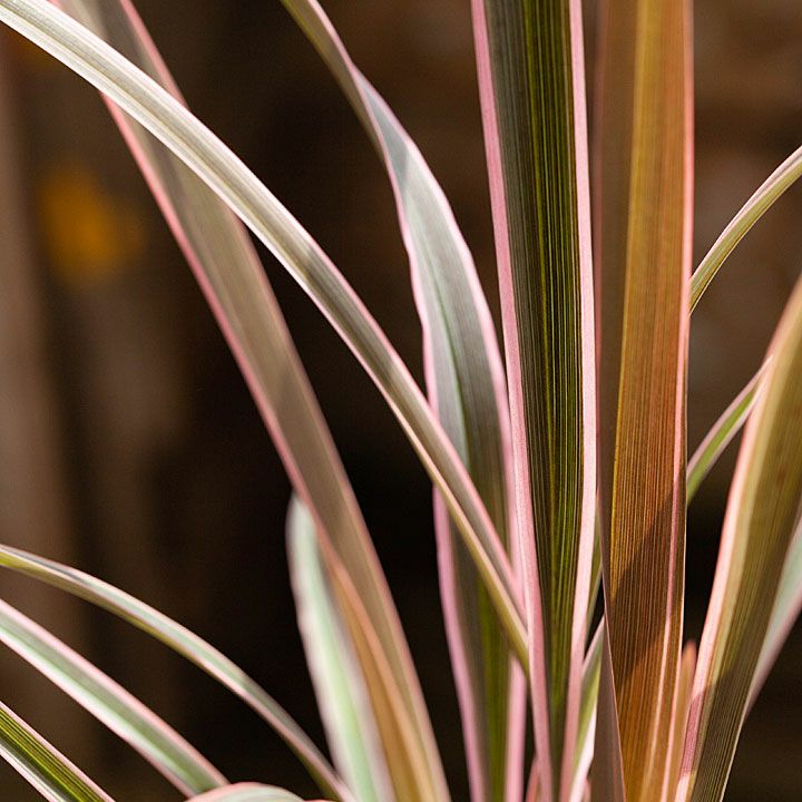 ニューサイラン人気品種SELECT（3号ロングPOT苗）ニュウサイラン ピンクストライプ チョコレートクッキ..