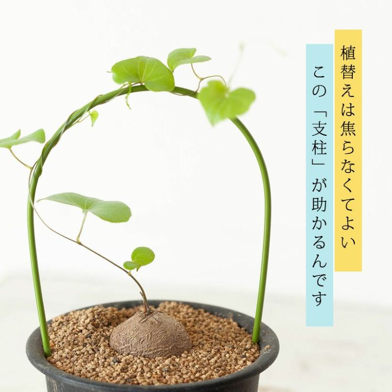 亀甲竜（キッコウリュウ）小さいアンドン仕立てディオスコレア エレファンティペス 観葉植物 塊根 ミニ 種 おしゃれ コーデックス ディオスコレア エレファンティペス 多肉植物 観葉植物 塊根 ミニ 種 ギフト 誕生日 プレゼント 育てやすい 丈夫のサムネイル