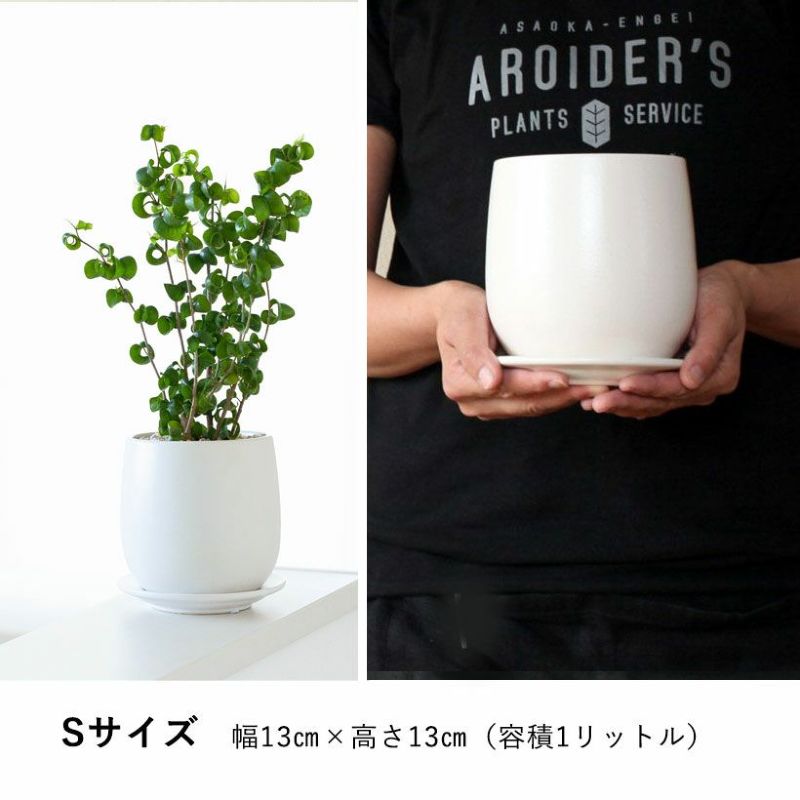 楽天市場】丸型 陶器鉢 白 4号の通販