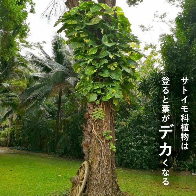 『透明』ねこ型登り棒（高さ30cm：太さ5.5cm）猫の登り棒 ねこの登り棒 花森家 猫のぼり棒 ネコ 登り棒 スリット鉢 4号 ネガミエル 浅岡園芸 スリット 鉢 おしゃれ植木鉢 植え替え 観葉植物の植え替え 根が見える鉢 クリア 半透明 ねこチップ 観葉植物 3