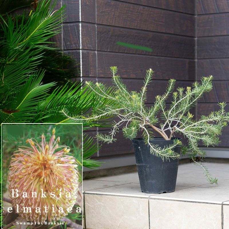 珍種のバンクシア「テルマチア」。背があまり高くならない矮性品種バンクシア テルマチア 屋外 植物 庭木 ベランダ 玄関 オージープランツ 庭