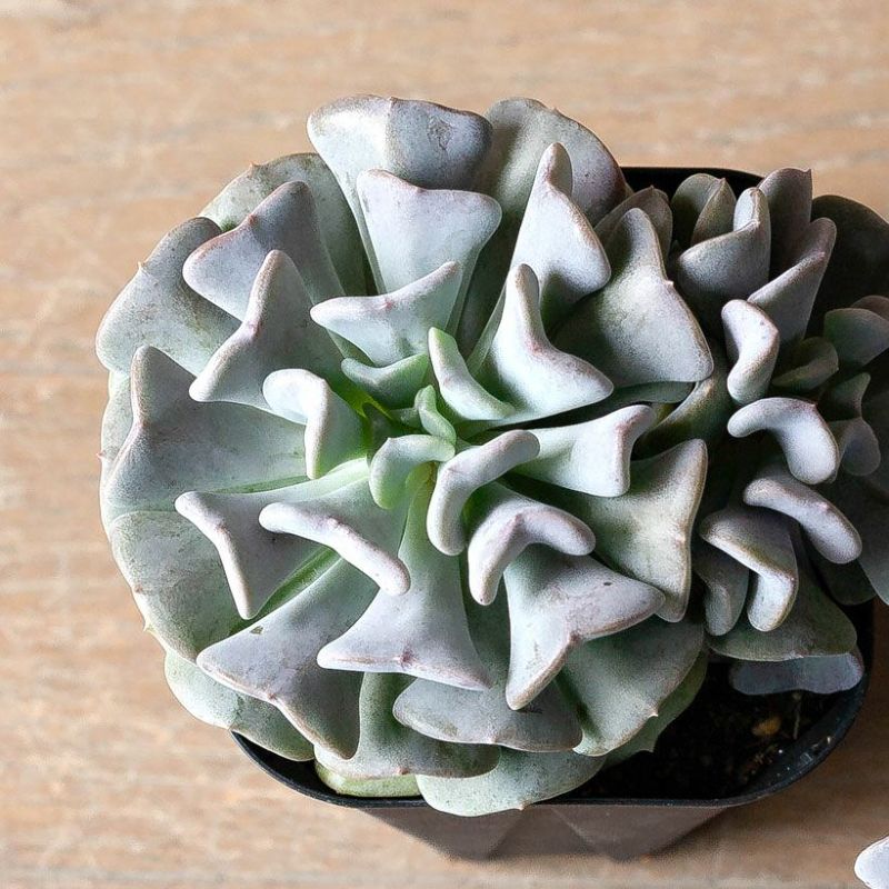 1年半農場で育成したエケベリア・キュービックフロスト多肉植物 パープル 室内 屋外 観葉植物 室内 インテリア 小さい おしゃれギフト ミニ おしゃれ ギフト プレゼント 誕生日 インテリアグリーン ガーデニング オフィス リビング 鉢 おしゃれ 人気 ミニ観葉のサムネイル